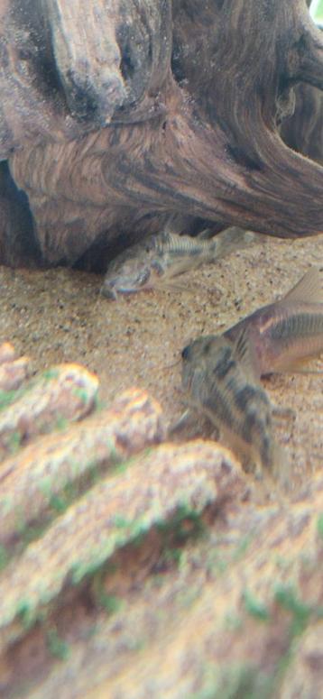 2 leuke paleatus corydoras beschikbaar voor biedingen