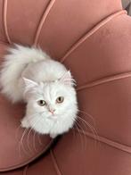 Perzische poes- laatste uit het nesje-5 maanden oud, Poes, Ontwormd