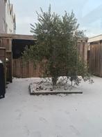 Olijfbomen olijfboom groot boom, Volle zon, Ophalen of Verzenden, 100 tot 250 cm, Olijfboom