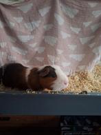 Lieve cavia (beertje) zoekt een nieuw huisje, Dieren en Toebehoren, Knaagdieren, Cavia, Mannelijk, Tam, September