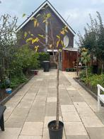 Moerbeıboom, Tuin en Terras, Ophalen