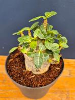 Adenium Baobab p12 (1), Ophalen of Verzenden, Halfschaduw, Minder dan 100 cm