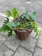 Plant Philodendron, Tuin en Terras, Planten | Tuinplanten, Ophalen of Verzenden, Vaste plant, Overige soorten, Halfschaduw