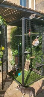 Mooie kattenren/ vogel/ papegaaienkooi, Dieren en Toebehoren, Ophalen, Zo goed als nieuw, Aluminium, Volière