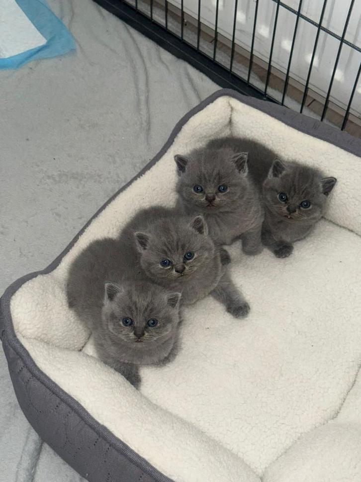 Prachtige brits korthaar kittens, Dieren en Toebehoren, Katten en Kittens | Raskatten | Korthaar, Meerdere dieren, 0 tot 2 jaar