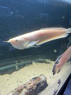 arowana lutino 10-12  cm  € 75,00, Dieren en Toebehoren, Vis, Zoetwatervis