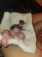 Sphyxns Canadiense, Dieren en Toebehoren, Katten en Kittens | Raskatten | Korthaar, Kater