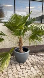Trachicarpus palm met grote  pot €240, Ophalen, Gehele jaar, Volle zon