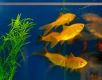 vijvervissen, blauwe winde, goudvis, zeelt, sarasa, shubinki, Dieren en Toebehoren, Karper of Koi