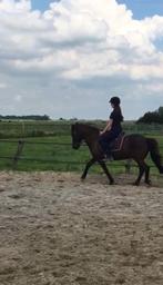 Verzorgster aangeboden/verzorgpony gezocht, Dieren en Toebehoren, Ophalen of Verzenden