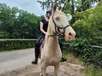 Super lieve e pony blondy, Dieren en Toebehoren, Pony's, B, 11 jaar of ouder, Recreatiepony, Merrie