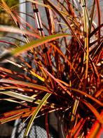 Carex Uncinia Rubra Everflame, Ophalen, Vaste plant, Siergrassen, Halfschaduw