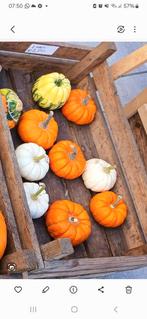 Pompoenen en sierkalebassen, Ophalen of Verzenden, Zo goed als nieuw