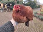 Brahma kriel hen, Dieren en Toebehoren, Vrouwelijk, Kip