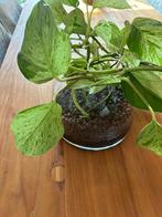 Scindapsus Aureus in een grote glazen pot/kamerplant, Ophalen of Verzenden, Halfschaduw, Minder dan 100 cm