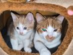 Oranje katertje 11 weken oud zoekt goudenmandje, Dieren en Toebehoren, Katten en Kittens | Overige Katten, Kater, 0 tot 2 jaar