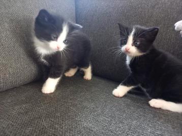 Uniek: TWINS beschikbaar voor biedingen