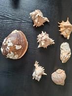 Verzameling grote schelpen., Verzamelen, Mineralen en Fossielen, Schelp(en), Ophalen of Verzenden