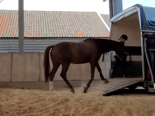 Gedragstraining, trailerladen, zadelmak, interne training, Diensten en Vakmensen, Dieren | Paarden | Verzorging, Oppas en Les