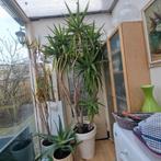 3 Schitterend mooi en grote Yucca plant / boomen in een poot, Huis en Inrichting, Groene kamerplant, Ophalen, Yucca, 200 cm of meer