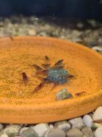 Garnaaltjes mix te koop 100 stuks!!, Kreeft, Krab of Garnaal