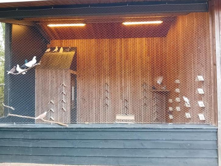 Sierduiven op zoek naar liefdevolle duivenren, Dieren en Toebehoren, Vogels | Duiven, Overige soorten, Meerdere dieren