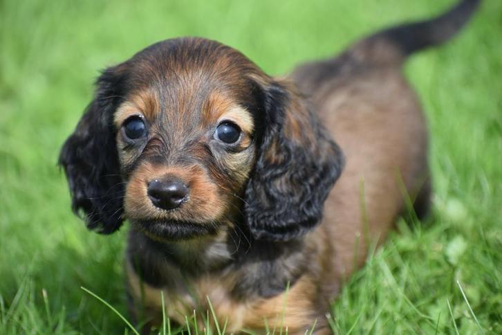 Teckel pups hier geboren, Dieren en Toebehoren, Honden | Teckels en Dashonden, Meerdere dieren, Langhaar, Dwerg, Fokker | Professioneel