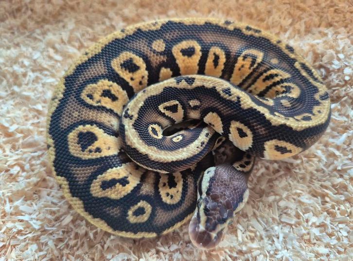 Python regius 1.0 pastel cypress het clown