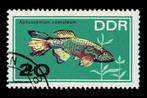 postzegel 923 DDR vissen Blauwe Vaandrager, Ophalen of Verzenden, DDR, Gestempeld
