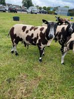 Bonte fok ooien, Dieren en Toebehoren, Schapen, Geiten en Varkens, Vrouwelijk, Schaap