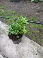 Pachysandra  'Green Carpet', Ophalen, Zomer, Vaste plant, Halfschaduw
