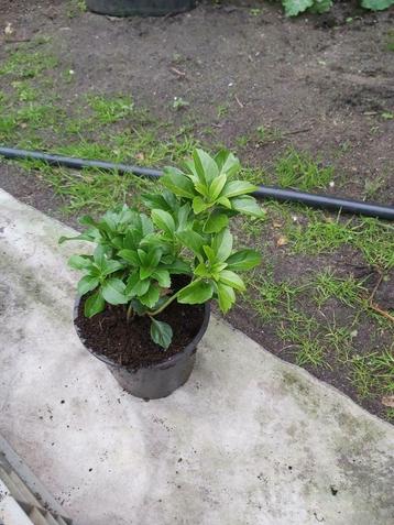 Pachysandra  'Green Carpet' beschikbaar voor biedingen