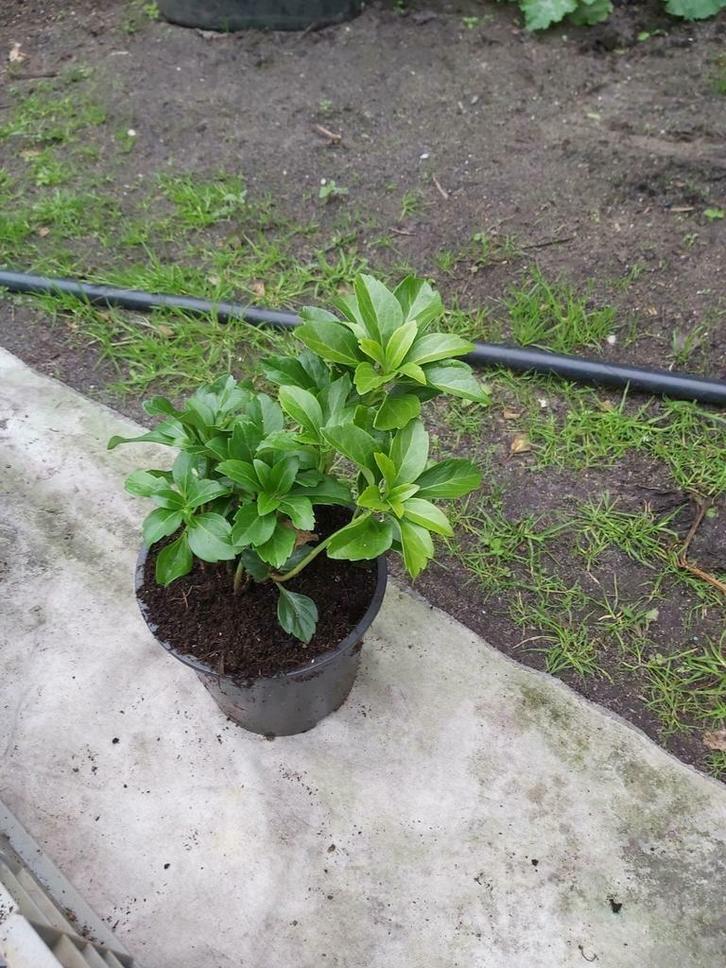 Pachysandra  'Green Carpet', Tuin en Terras, Planten | Tuinplanten, Vaste plant, Halfschaduw, Zomer, Ophalen