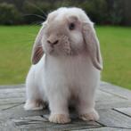 GEZOCHT: Franse hangoor voedster in kleurslag Siam bruin, Dieren en Toebehoren, Vrouwelijk, Groot, Hangoor, 0 tot 2 jaar