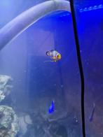Amphiprion Ocellaris Snowflake/Annemoonvis, Vis, Zoutwatervis
