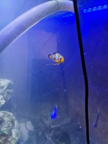 Amphiprion Ocellaris Snowflake/Annemoonvis beschikbaar voor biedingen