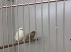 Goudvink koppel, Meerdere dieren, Wildzangvogel, Geringd