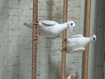 Witte duiven  beschikbaar voor biedingen