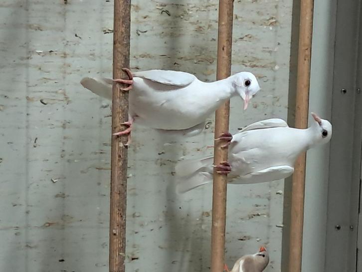 Witte duiven, Dieren en Toebehoren, Vogels | Duiven, Tortelduif, Geslacht onbekend