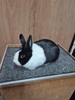 Hollander voedster, Dieren en Toebehoren, Konijnen, Vrouwelijk, Klein, 0 tot 2 jaar