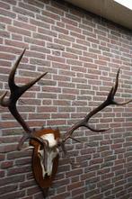 Schitterend groot gewei van een edelhert op schild, Ophalen, Zo goed als nieuw, Hert, Opgezet dier