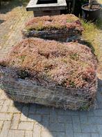 Sedum matten mooie bodembedekking in uw tuin, Ophalen of Verzenden, Zomer, Volle zon