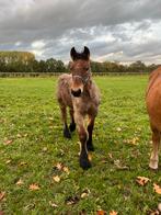 Trekpaard hengst veulen te koop, Dieren en Toebehoren, Paarden, Hengst, Niet van toepassing, Minder dan 160 cm, 0 tot 2 jaar