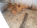 t.k. Orpington buff kuikens groot, Dieren en Toebehoren, Pluimvee, Meerdere dieren, Kip