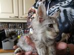 1 Maine Coon poes of 1maine coon kater  met stamboom, Dieren en Toebehoren, Meerdere dieren, Gechipt