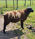 Bonte dekram van februari, Dieren en Toebehoren, Schapen, Geiten en Varkens, Mannelijk, Schaap