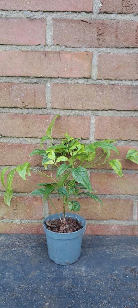 Nandina domestica 'fire power' hemelse bamboe, Tuin en Terras, Planten | Tuinplanten, Overige soorten, Ophalen