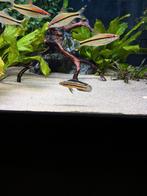 Julidochromis regani koppel., Vis