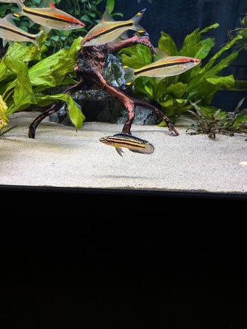 Julidochromis regani koppel. beschikbaar voor biedingen