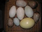 uitgeblazen eieren, Overige typen, Vogel, Ophalen of Verzenden